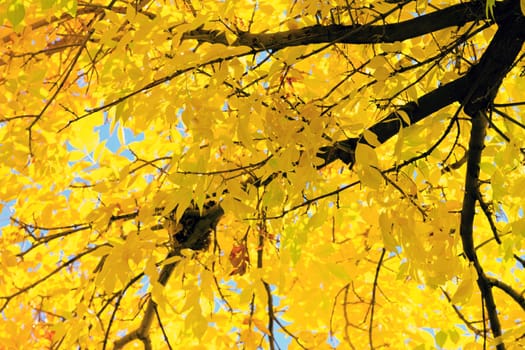 autumn background