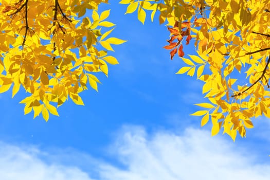 autumn background