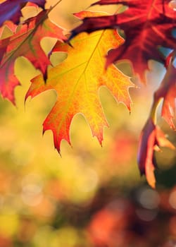 autumn background