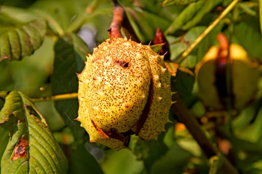 Ripe chestnuts in autumn