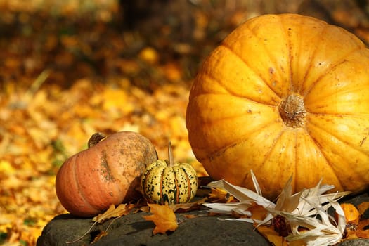 Season