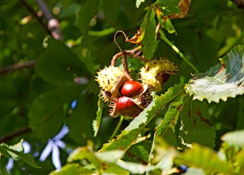 Ripe chestnuts in autumn