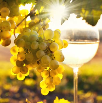 Vine in autumn