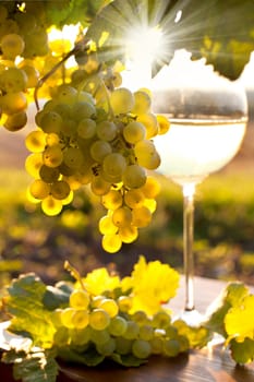 Wine in the sunny autumn