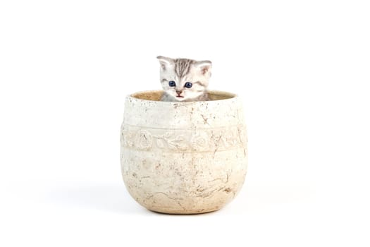 young kittens
