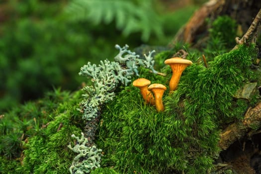 false chanterelle