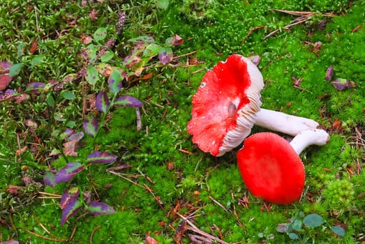 Mushrooms along the way