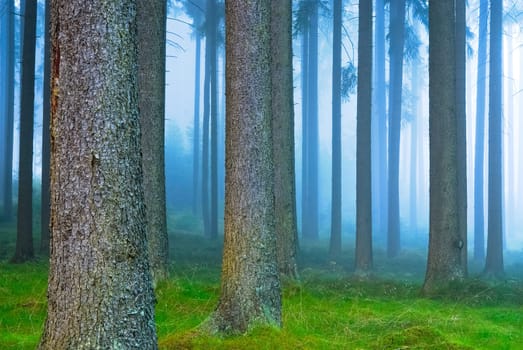 Forest in the fog
