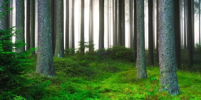 Forest in the fog in the moor