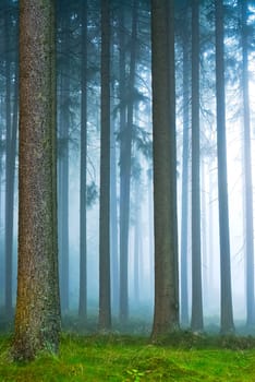 Forest in the fog