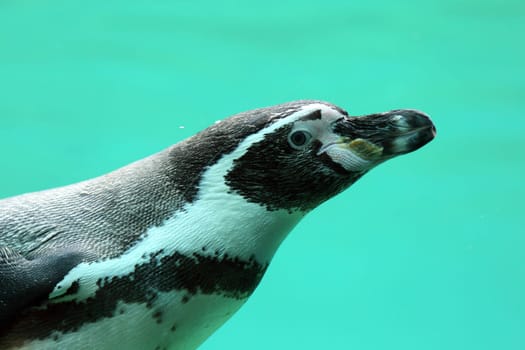 Details of a swimming humboldt penguin in captivity.