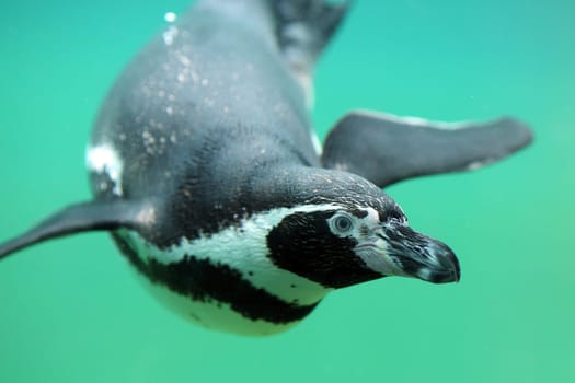 Details of a swimming humboldt penguin in captivity.