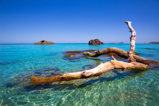 Ibiza Aigues Blanques Aguas Blancas Beach at Santa Eulalia Balearic Islands of spain