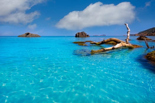 Ibiza Aigues Blanques Aguas Blancas Beach at Santa Eulalia Balearic Islands of spain