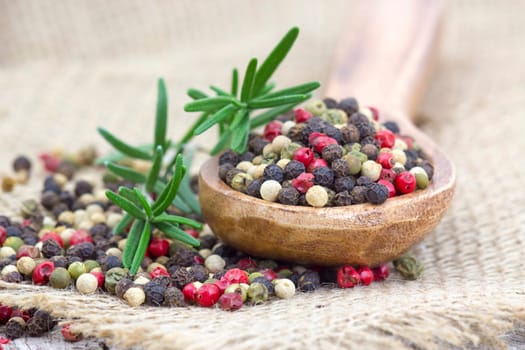 Colored peppers mix in wooden spoon and rosemary