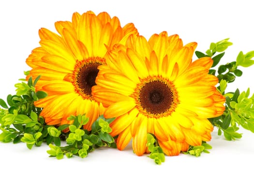 gerbera daisies