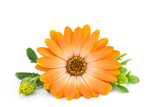 calendula flower isolated on white