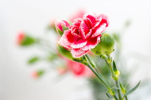carnations