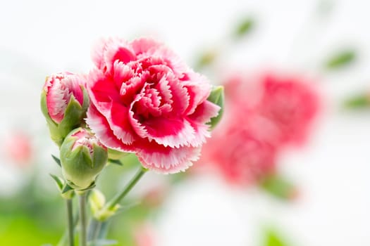 carnations