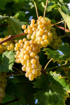 bunch of ripe grapes in the sun in Italy