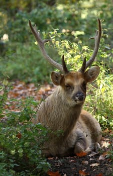 Jagged deer