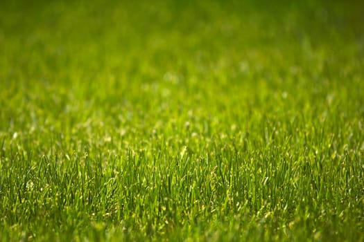green fresh meadow without weeds as a close-up