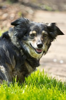 Mixed breed dog in the garden on the meadow