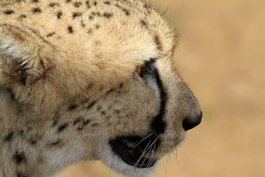 Cheetah