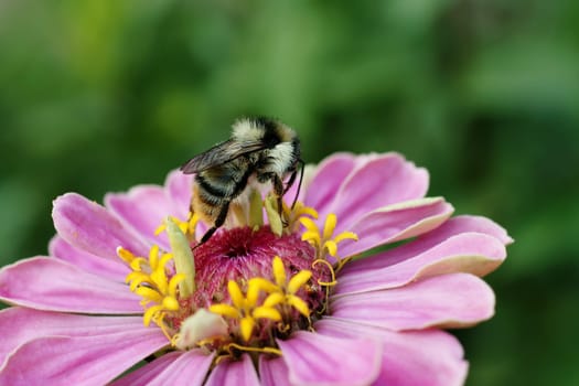 Die Nahaufnahme einer Hummel auf Nahrungssuche.