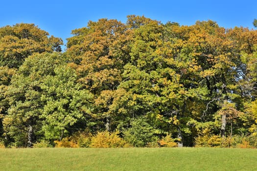 Landscape in autumn,colorful forest shot with HDR