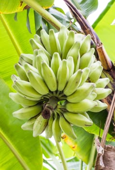 Silver Bluggoe, (Musa sapientum Linn or Musa (ABB group) "Kluai Hak Mulk"" name Thailand on banana tree"