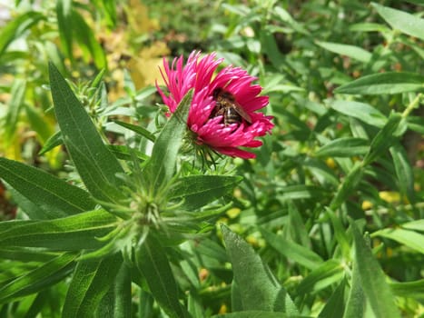 Symphyotrichum novi-belgii