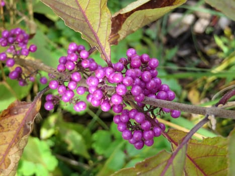 Love pearl bush - Callicarpa giraldii