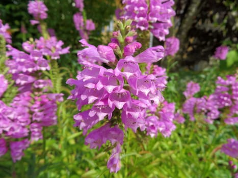 Joint flower - Physostegia virginianae