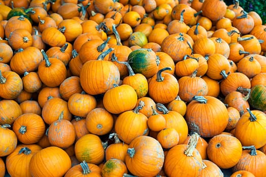 Big pile of orange halloween pumpkins close up