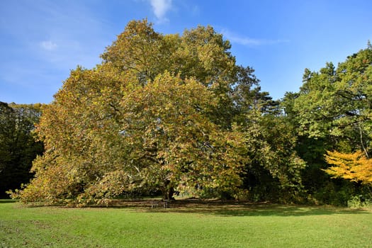 Maple tree in autumn,magnificent tree in autumn colours