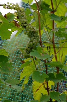 Ripe grapes for wine production