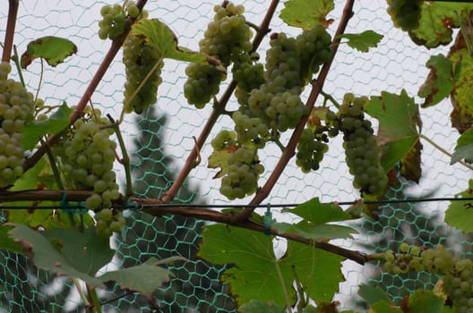 Ripe grapes for wine production