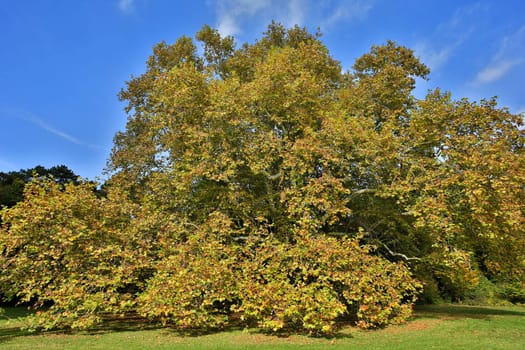 Maple tree in autumn,magnificent tree in autumn colours