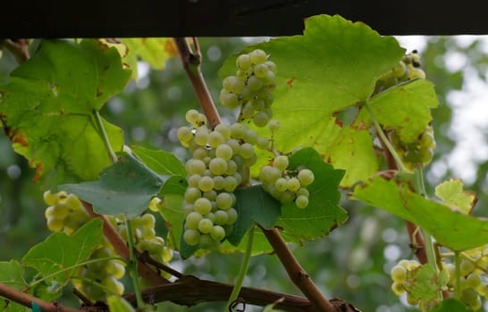 Ripe grapes for wine production
