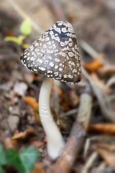 Woodpecker tintling - Coprinopsis picacea in a macro image