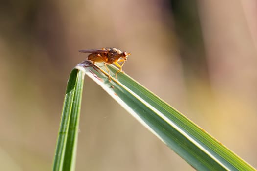 Shyfly - Heleomyzidae in a macro image
