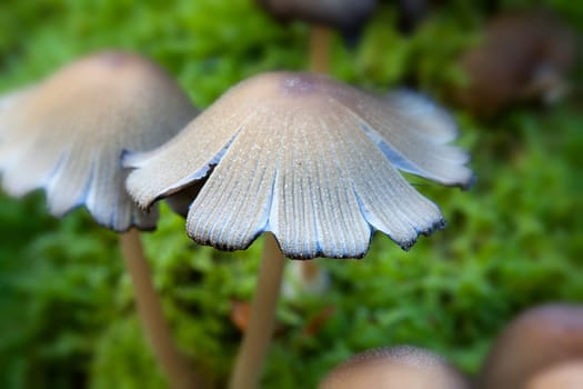 Mica Tintling - Coprinus micaceus taken on moss - macro image