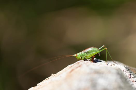Spotted tender insect during oviposition - macro image