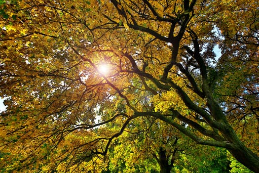 Tree in autumn,sun shining through the branches