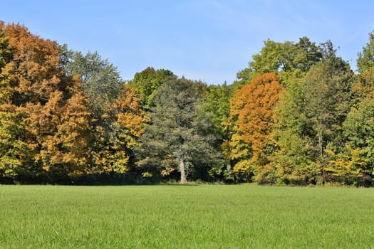 Forest in autumn,landscape with meadow and tree