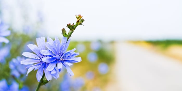 Chicory on the wayside