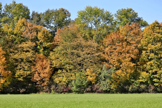 Forest in autumn,landscape with meadow and tree