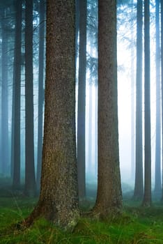 Forest in the fog