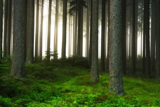 Dark Forest Forest in fog